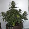 семена конопли Auto Alakol feminised Bang Seeds семена конопли Auto Alakol feminised Bang Seeds