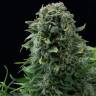 семена конопли марихуаны Auto White Cheese feminised Dinafem Seeds семена конопли марихуаны Auto White Cheese feminised Dinafem Seeds