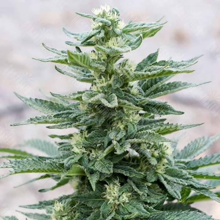 мощные семена конопли Full Moon feminised Nirvana Seeds