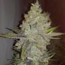 урожайные семена конопли Wappa feminised Paradise Seeds