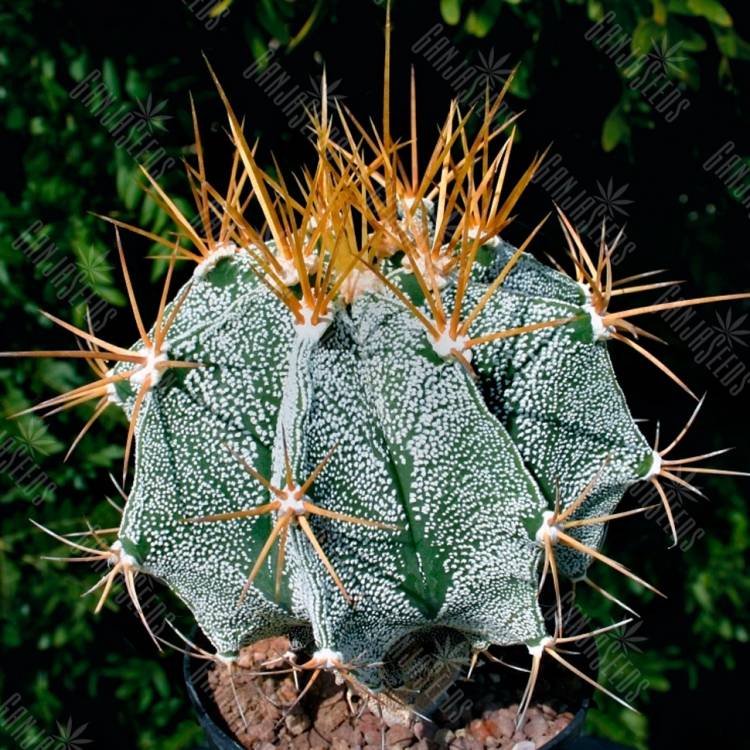 Семена кактуса Astrophytum ornatum MIX
