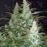 Super Mazar feminised Ganja Seeds Купить дешевые семена марихуаны в России  Super Mazar feminised Ganja Seeds Купить дешевые семена марихуаны в России