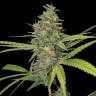Himalaya Gold feminised Ganja Seeds