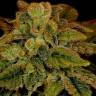 Himalaya Gold feminised Ganja Seeds
