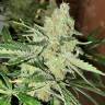 Auto Altay feminised Bang Seeds Auto Altay feminised Bang Seeds