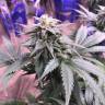 семена конопли в интернете Laughing Buddha regular Ganja Seeds семена конопли в интернете Laughing Buddha regular Ganja Seeds