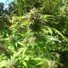 заказ семян конопли Спб White Berry feminised Paradise Seeds заказ семян конопли Спб White Berry feminised Paradise Seeds