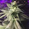 где можно заказать семена конопли Euphoria CBD feminised Royal Queen где можно заказать семена конопли Euphoria CBD feminised Royal Queen