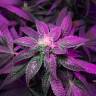 семена конопли Россия Euphoria CBD feminised Royal Queen семена конопли Россия Euphoria CBD feminised Royal Queen