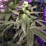 заказ семян конопли Спб Euphoria CBD feminised Royal Queen заказ семян конопли Спб Euphoria CBD feminised Royal Queen