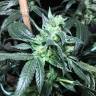 семена конопли медицинской Euphoria CBD feminised Royal Queen семена конопли медицинской Euphoria CBD feminised Royal Queen