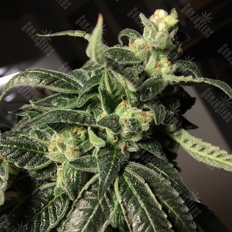 семена конопли курьером Euphoria CBD feminised Royal Queen