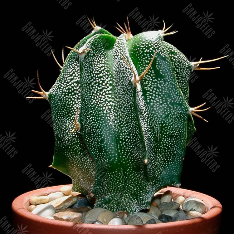 Семена кактуса Astrophytum ornatum hybrid