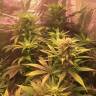 семена индийской конопли Lemon Kush regular Ganja Seeds семена индийской конопли Lemon Kush regular Ganja Seeds