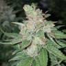 семена конопли Спб Medical Mass CBD feminised Royal Queen семена конопли Спб Medical Mass CBD feminised Royal Queen