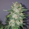 семена конопли Москва Medical Mass CBD feminised Royal Queen семена конопли Москва Medical Mass CBD feminised Royal Queen