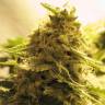 заказать качественные семена конопли Afghan Skunk feminised Advanced Seeds заказать качественные семена конопли Afghan Skunk feminised Advanced Seeds