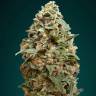 где можно заказать семена конопли Afghan Skunk feminised Advanced Seeds где можно заказать семена конопли Afghan Skunk feminised Advanced Seeds