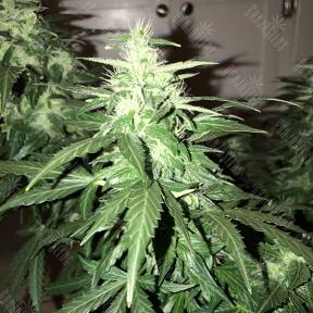 Lowgold regular Ganja Seeds