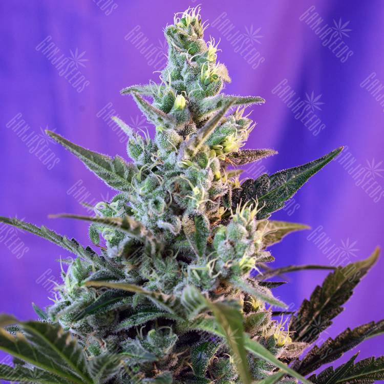 конопля семена сорта заказать Auto Sweet Skunk regular