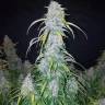 семена конопли феминизированные Auto Six Shooter feminised Fast Buds