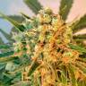 Flowerbomb Kush feminised Ganja Seeds Flowerbomb Kush feminised Ganja Seeds