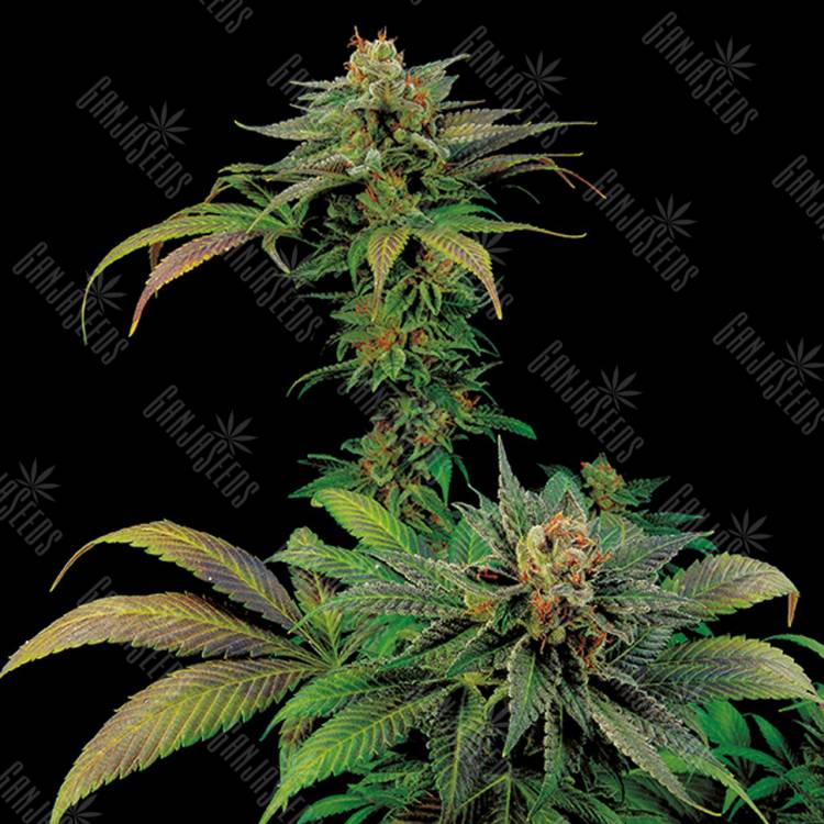 заказ семян конопли White Widow x Somango feminised