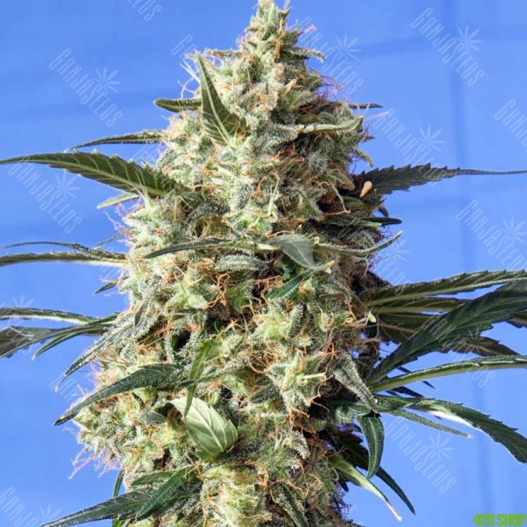 семена конопли в москве Snow Bud feminised