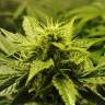 Snow Bud feminised Dutch Passion Seeds Snow Bud feminised Dutch Passion Seeds