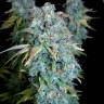 семена конопли в оригинальных упаковках Magic Bud regular Ganja Seeds семена конопли в оригинальных упаковках Magic Bud regular Ganja Seeds