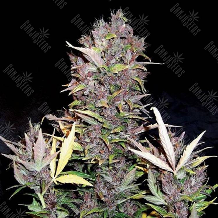 семена конопли наложенным платежом Auto Purple Ryder feminised Doctors Choice
