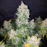 заказ семян конопли Спб Auto Stardawg feminised Fast Buds