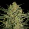 семена культурной конопли купить Nebula II CBD feminised Paradise Seeds семена культурной конопли купить Nebula II CBD feminised Paradise Seeds