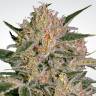 семена конопли медицинской Nebula II CBD feminised Paradise Seeds семена конопли медицинской Nebula II CBD feminised Paradise Seeds