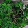 семена конопли индика Nebula II CBD feminised Paradise Seeds семена конопли индика Nebula II CBD feminised Paradise Seeds