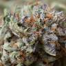 хорошие семена конопли Chill OM feminised хорошие семена конопли Chill OM feminised