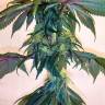 семена конопли гидропоники Mama Mia regular Ganja Seeds  семена конопли гидропоники Mama Mia regular Ganja Seeds