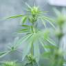 семена конопли медицинской Royal Medic CBD feminised Royal Queen семена конопли медицинской Royal Medic CBD feminised Royal Queen
