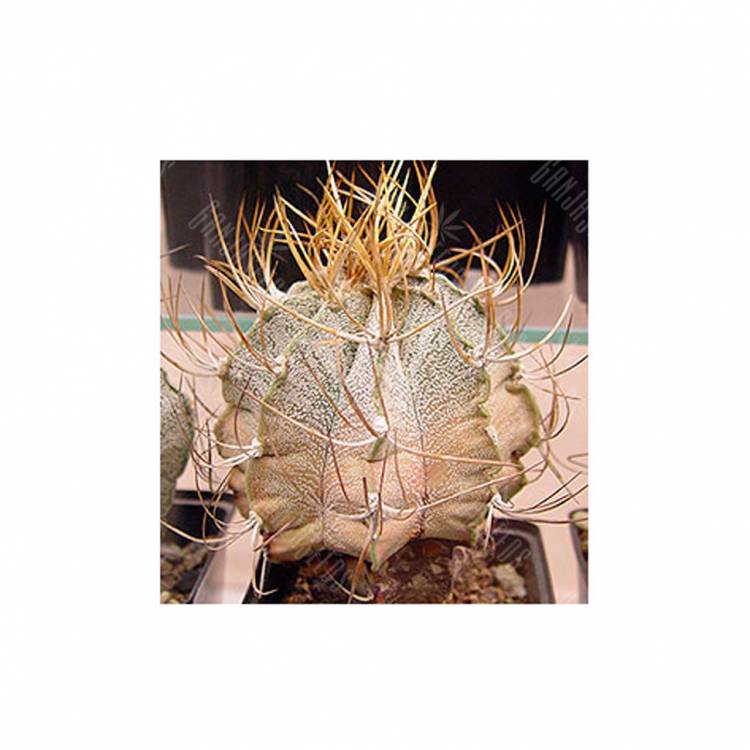 Семена кактуса Astrophytum niveum flavispina