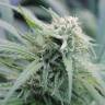 заказать качественные семена конопли Water Lilly feminised заказать качественные семена конопли Water Lilly feminised