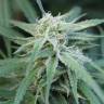 заказать на сайте семена конопли Water Lilly feminised заказать на сайте семена конопли Water Lilly feminised