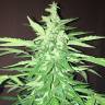 конопля семена сорта заказать Lemon OG Haze feminised Nirvana Seeds конопля семена сорта заказать Lemon OG Haze feminised Nirvana Seeds
