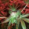 урожайные семена конопли Do-Sweet-Dos feminised Sweet Seeds урожайные семена конопли Do-Sweet-Dos feminised Sweet Seeds