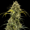 семена конопли сортовые Auto Pineapple Chunk feminised семена конопли сортовые Auto Pineapple Chunk feminised