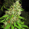 семена конопли феменизированные Critical Super Silver Haze feminised семена конопли феменизированные Critical Super Silver Haze feminised