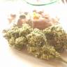 The Ultimate feminised Dutch Passion Seeds The Ultimate feminised Dutch Passion Seeds