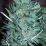 заказ семян конопли Mataro Blue regular Ganja Seeds заказ семян конопли Mataro Blue regular Ganja Seeds