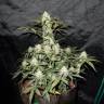 семена конопли Спб Auto West Coast O.G. feminised Fast Buds семена конопли Спб Auto West Coast O.G. feminised Fast Buds