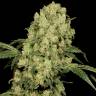 семена конопли медицинской AK-47 feminised Serious Seeds семена конопли медицинской AK-47 feminised Serious Seeds