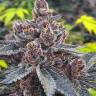 семена конопли мощных сортов Auto Tropicana Cookies feminised семена конопли мощных сортов Auto Tropicana Cookies feminised
